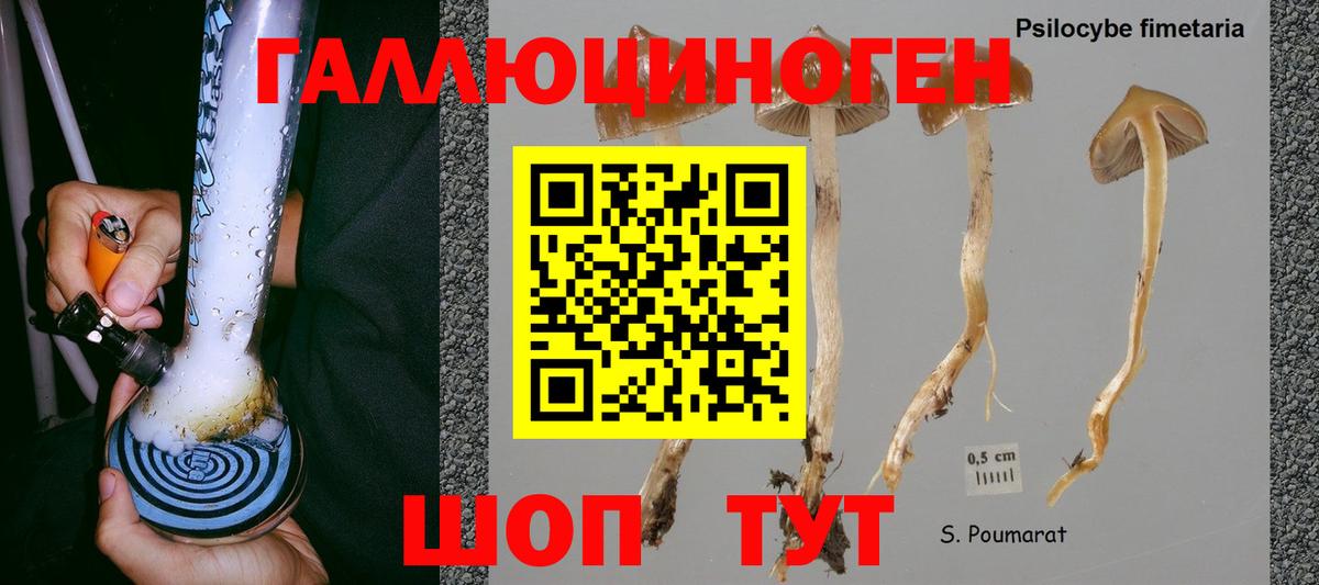 Псилоцибиновые грибы GOLDEN TEACHER  Галлюциногенные грибы Psilocybine cubensis  Минеральные Воды  Вход с VPN 